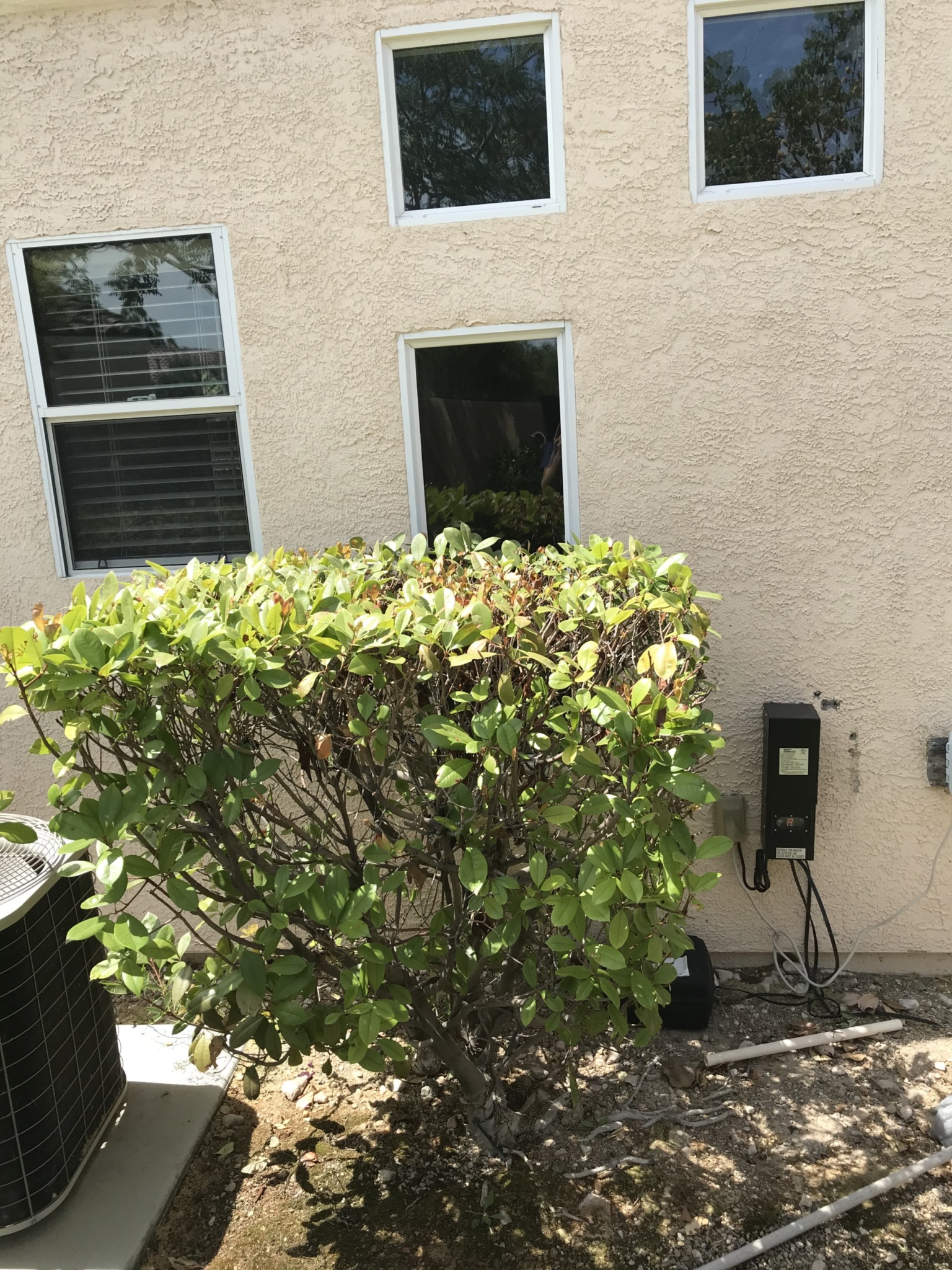 Window Glass Replacement